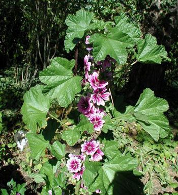 Sifalı bitkiler ve faydaları dizisi - 4