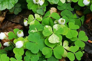 Sifalı bitkiler ve faydaları dizisi - 4