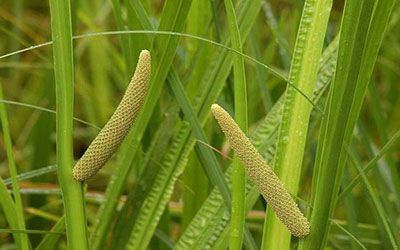 Sifalı bitkiler ve faydaları dizisi - 4