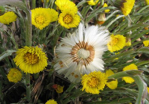 Sifalı bitkiler ve faydaları dizisi - 4