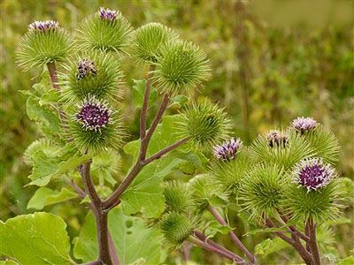 Sifalı bitkiler ve faydaları dizisi - 4