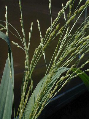 Sifalı bitkiler ve faydaları dizisi - 4