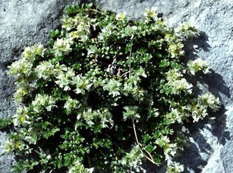 Sifalı bitkiler ve faydaları dizisi - 4