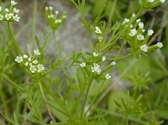 Sifalı bitkiler ve faydaları dizisi - 5