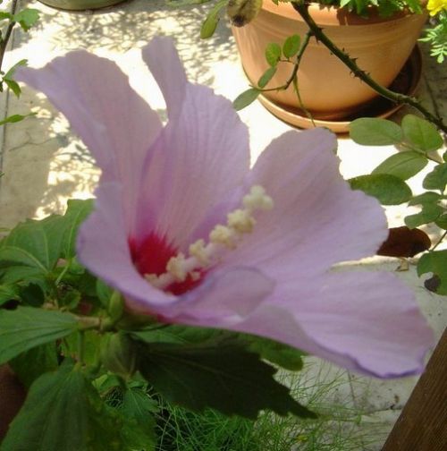 Sifalı bitkiler ve faydaları dizisi - 5