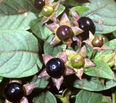 Sifalı bitkiler ve faydaları dizisi - 5