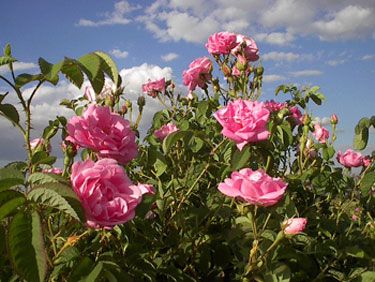 Sifalı bitkiler ve faydaları dizisi - 5