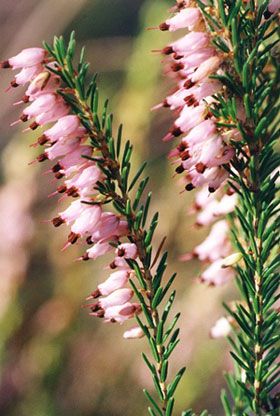 Sifalı bitkiler ve faydaları dizisi - 5