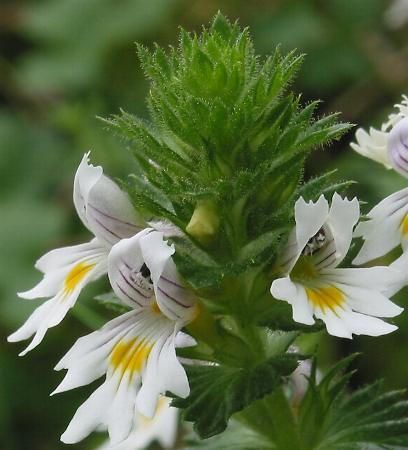 Sifalı bitkiler ve faydaları dizisi - 5