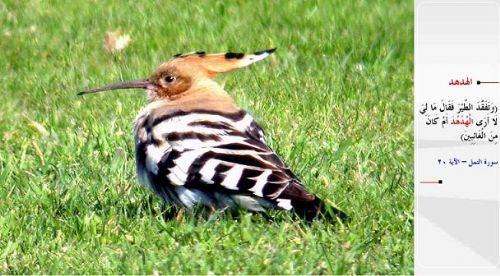 Kuran-i Kerim'de adı geçen hayvanlar...
