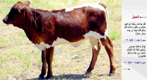 Kuran-i Kerim'de adı geçen hayvanlar...