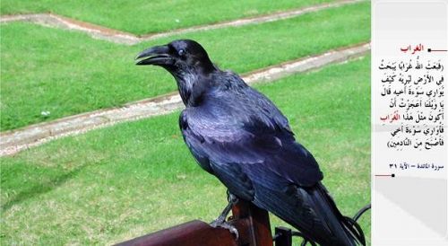 Kuran-i Kerim'de adı geçen hayvanlar...