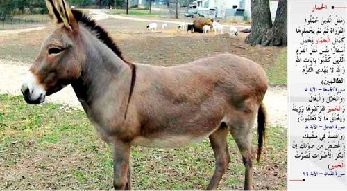 Kuran-i Kerim'de adı geçen hayvanlar...