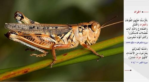 Kuran-i Kerim'de adı geçen hayvanlar...