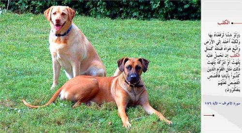 Kuran-i Kerim'de adı geçen hayvanlar...