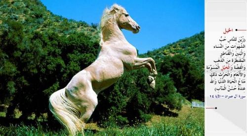 Kuran-i Kerim'de adı geçen hayvanlar...