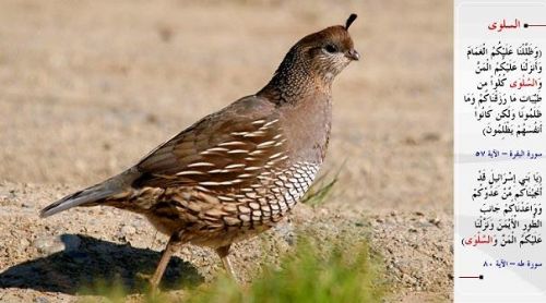 Kuran-i Kerim'de adı geçen hayvanlar...