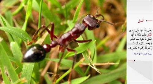 Kuran-i Kerim'de adı geçen hayvanlar...