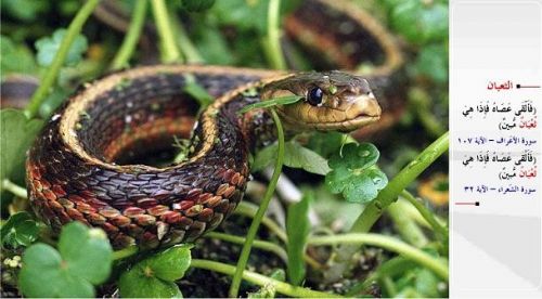 Kuran-i Kerim'de adı geçen hayvanlar...