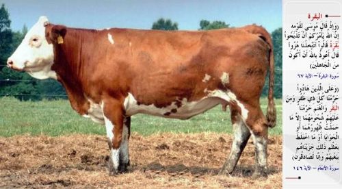 Kuran-i Kerim'de adı geçen hayvanlar...