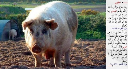 Kuran-i Kerim'de adı geçen hayvanlar...