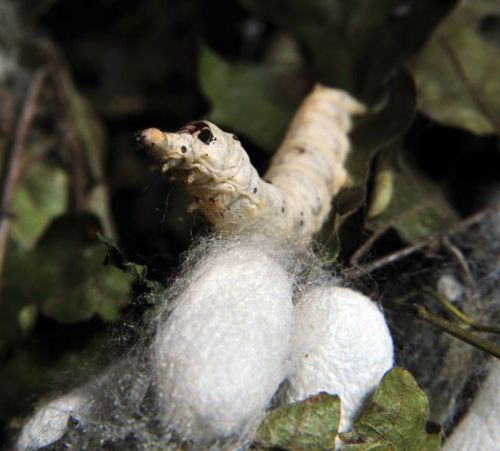 İpek böcekçiliği kazandırıyor