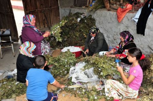 İpek böcekçiliği kazandırıyor