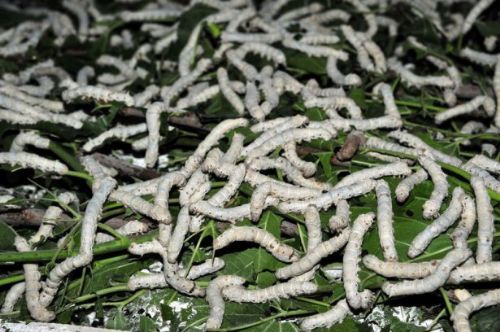 İpek böcekçiliği kazandırıyor