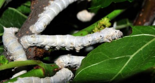 İpek böcekçiliği kazandırıyor