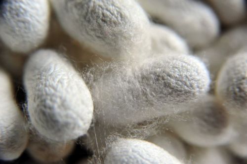 İpek böcekçiliği kazandırıyor