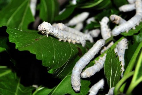İpek böcekçiliği kazandırıyor