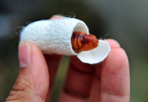 İpek böcekçiliği kazandırıyor