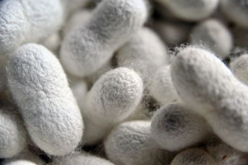 İpek böcekçiliği kazandırıyor