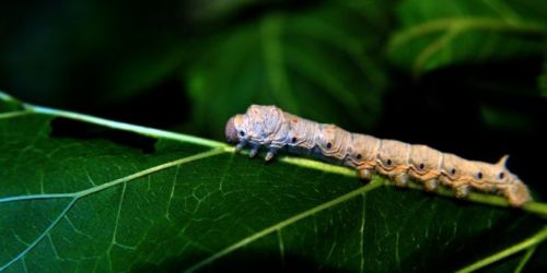 İpek böcekçiliği kazandırıyor