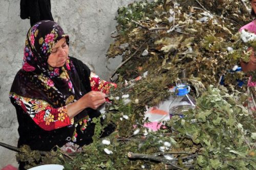 İpek böcekçiliği kazandırıyor