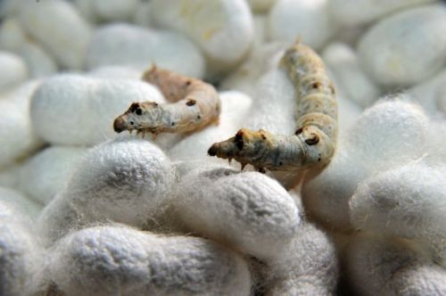 İpek böcekçiliği kazandırıyor