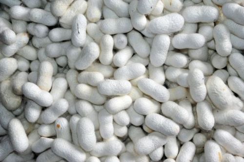 İpek böcekçiliği kazandırıyor