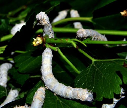 İpek böcekçiliği kazandırıyor
