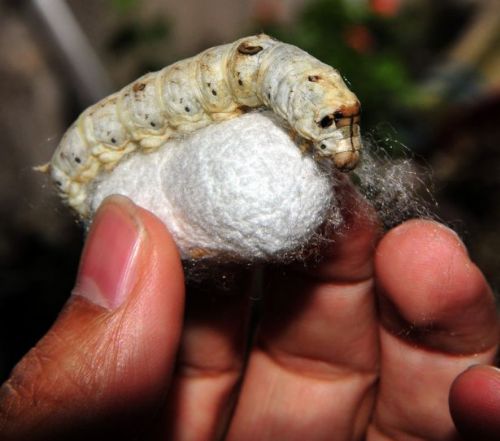 İpek böcekçiliği kazandırıyor