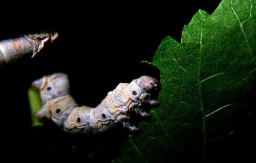 İpek böcekçiliği kazandırıyor