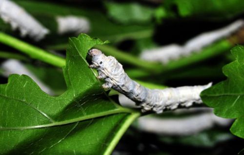 İpek böcekçiliği kazandırıyor