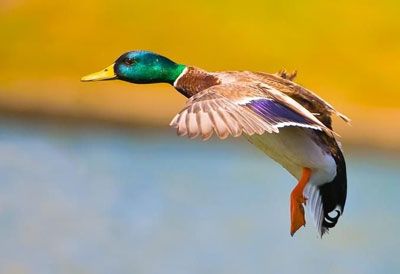 Av, anlık bir hatadır