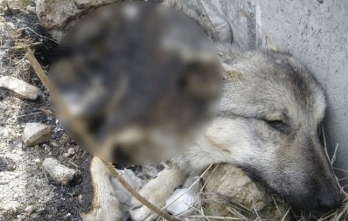 Ankara'da köpekleri yaktılar