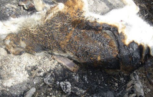 Ankara'da köpekleri yaktılar