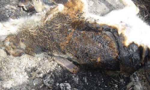 Ankara'da köpekleri yaktılar