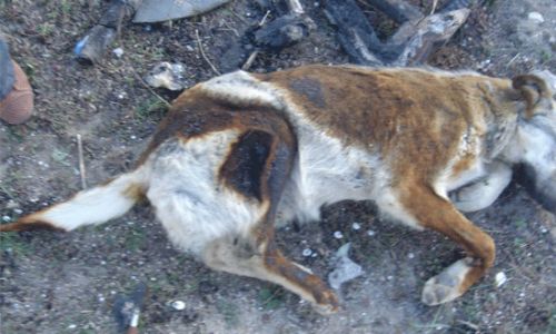 Ankara'da köpekleri yaktılar