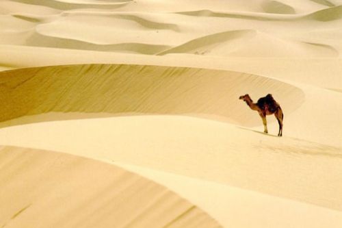 İşte bazı peygamberlerin meslekleri