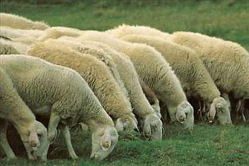 İşte bazı peygamberlerin meslekleri