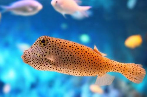 İşte bazı peygamberlerin meslekleri