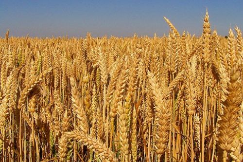 İşte bazı peygamberlerin meslekleri